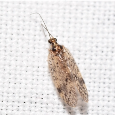 Carobius sp. (genus) (Brown Lacewing) at Jerrabomberra, NSW - 20 Oct 2024 by DianneClarke