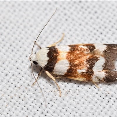 Catacometes phanozona (A Concealer moth) at Jerrabomberra, NSW - 20 Oct 2024 by DianneClarke