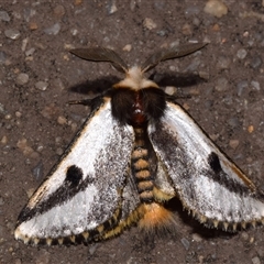 Epicoma melanospila (Black Spot Moth) at Jerrabomberra, NSW - 17 Oct 2024 by DianneClarke