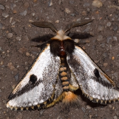 Epicoma melanospila (Black Spot Moth) at Jerrabomberra, NSW - 17 Oct 2024 by DianneClarke