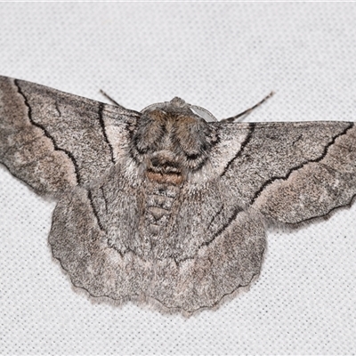 Hypobapta tachyhalotaria (Varied Grey) at Jerrabomberra, NSW - 20 Oct 2024 by DianneClarke