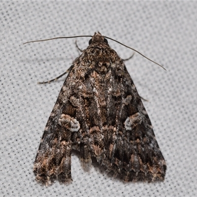 Condica aroana (Small Condica Moth) at Jerrabomberra, NSW - 20 Oct 2024 by DianneClarke