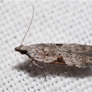 Anarsia molybdota at Jerrabomberra, NSW - suppressed