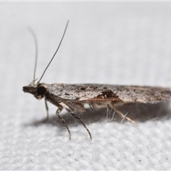 Anarsia molybdota at Jerrabomberra, NSW - suppressed