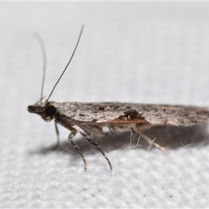 Anarsia molybdota at Jerrabomberra, NSW - 20 Oct 2024