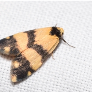 Thallarcha chrysochares at Jerrabomberra, NSW - suppressed