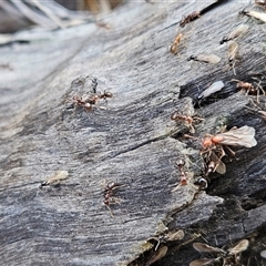 Papyrius sp. (genus) (A Coconut Ant) at Hawker, ACT - 18 Oct 2024 by sangio7