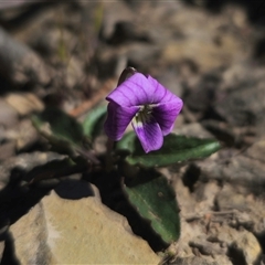 Viola betonicifolia subsp. betonicifolia (Arrow-Leaved Violet) at Captains Flat, NSW - 21 Oct 2024 by Csteele4