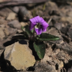 Viola betonicifolia subsp. betonicifolia at Captains Flat, NSW - 21 Oct 2024 10:39 AM