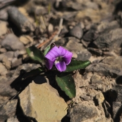 Viola betonicifolia subsp. betonicifolia at Captains Flat, NSW - 21 Oct 2024 10:39 AM