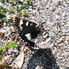 Apina callisto (Pasture Day Moth) at Holt, ACT - 28 Apr 2020 by Untidy