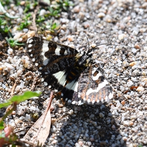 Apina callisto at Holt, ACT - 28 Apr 2020