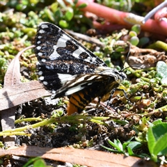 Apina callisto at Holt, ACT - 28 Apr 2020