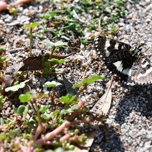 Apina callisto at Holt, ACT - 28 Apr 2020