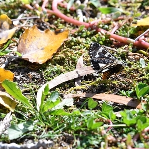 Apina callisto at Holt, ACT - 28 Apr 2020