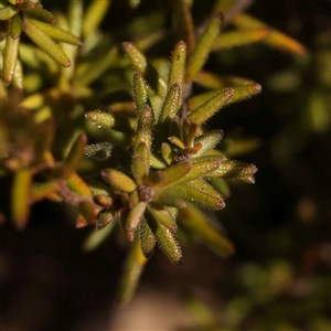 Hibbertia calycina at Bruce, ACT - 27 Jul 2024 12:13 PM