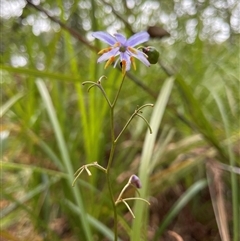 Dianella sp. at Dunbogan, NSW - 21 Oct 2024 by Nette