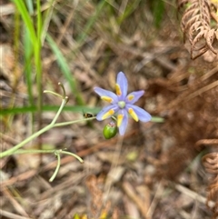 Dianella (genus) at Dunbogan, NSW - 21 Oct 2024 10:05 AM