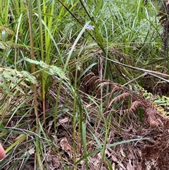 Dianella (genus) at Dunbogan, NSW - 21 Oct 2024 10:05 AM