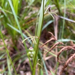 Dianella (genus) at Dunbogan, NSW - 21 Oct 2024 10:05 AM