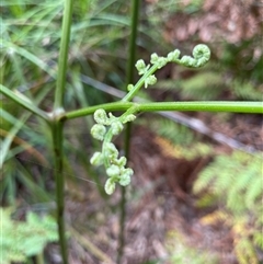 Unidentified Fern or Clubmoss at Dunbogan, NSW - 21 Oct 2024 by Nette