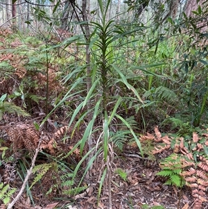 Cordyline stricta at Dunbogan, NSW - 21 Oct 2024 10:03 AM