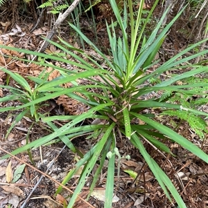 Cordyline stricta at Dunbogan, NSW - 21 Oct 2024