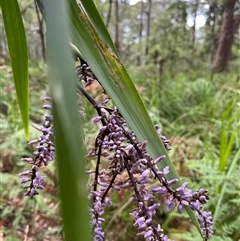 Cordyline stricta at Dunbogan, NSW - 21 Oct 2024