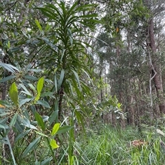 Cordyline stricta at Dunbogan, NSW - 21 Oct 2024