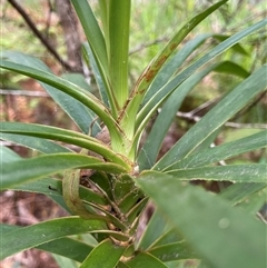 Cordyline stricta at Dunbogan, NSW - 21 Oct 2024