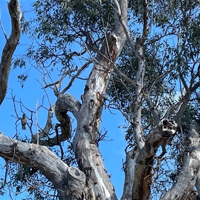 Callocephalon fimbriatum (Gang-gang Cockatoo) at Cook, ACT - 3 Oct 2024 by debracupitt