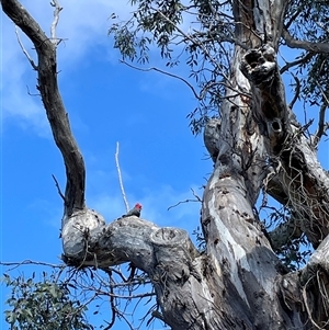 Callocephalon fimbriatum at Cook, ACT - 3 Oct 2024