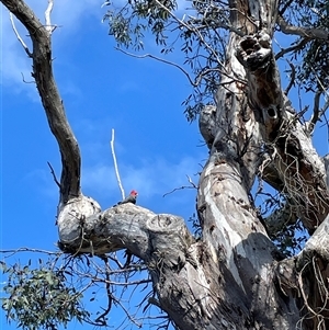 Callocephalon fimbriatum at Cook, ACT - 3 Oct 2024