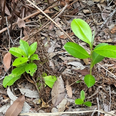 Unverified Other Shrub at Dunbogan, NSW - 21 Oct 2024 by Nette