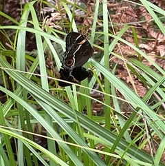 Tisiphone abeona at Dunbogan, NSW - 21 Oct 2024