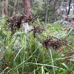 Gahnia clarkei at Dunbogan, NSW - 21 Oct 2024 10:05 AM
