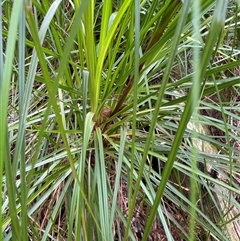 Gahnia clarkei at Dunbogan, NSW - 21 Oct 2024 10:05 AM