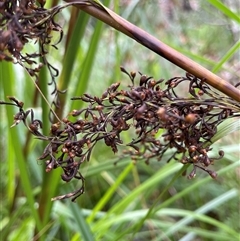 Gahnia clarkei at Dunbogan, NSW - 21 Oct 2024 10:05 AM