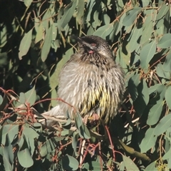 Anthochaera carunculata (Red Wattlebird) at Conder, ACT - 17 Jun 2024 by MichaelBedingfield