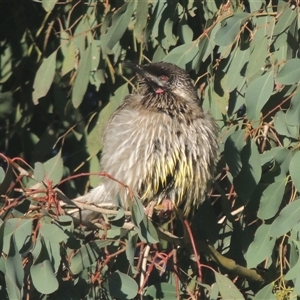 Anthochaera carunculata at Conder, ACT - 17 Jun 2024