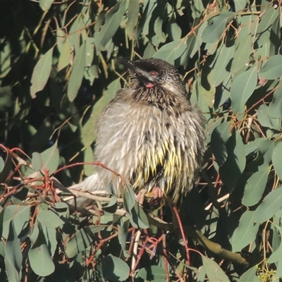 Anthochaera carunculata (Red Wattlebird) at Conder, ACT - 17 Jun 2024 by MichaelBedingfield