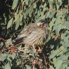 Anthochaera carunculata at Conder, ACT - 17 Jun 2024