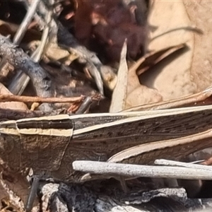 Apotropis tricarinata at Bungendore, NSW - suppressed