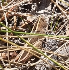 Apotropis tricarinata at Bungendore, NSW - suppressed