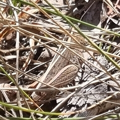 Apotropis tricarinata at Bungendore, NSW - suppressed