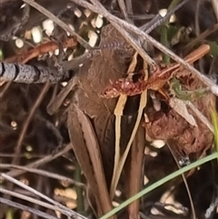 Apotropis tricarinata at Bungendore, NSW - suppressed