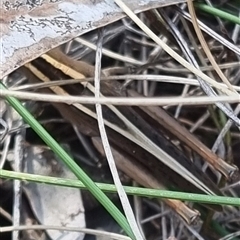 Apotropis tricarinata at Bungendore, NSW - suppressed