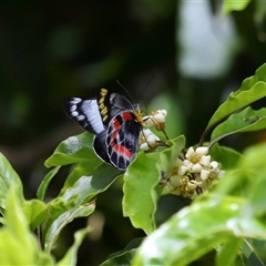 Delias harpalyce at Acton, ACT - 9 Oct 2024 01:22 PM