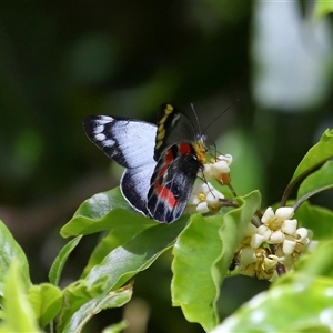 Delias harpalyce at Acton, ACT - 9 Oct 2024 01:22 PM