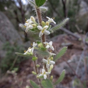 Pimelea venosa at Bolivia, NSW - 5 Sep 2015